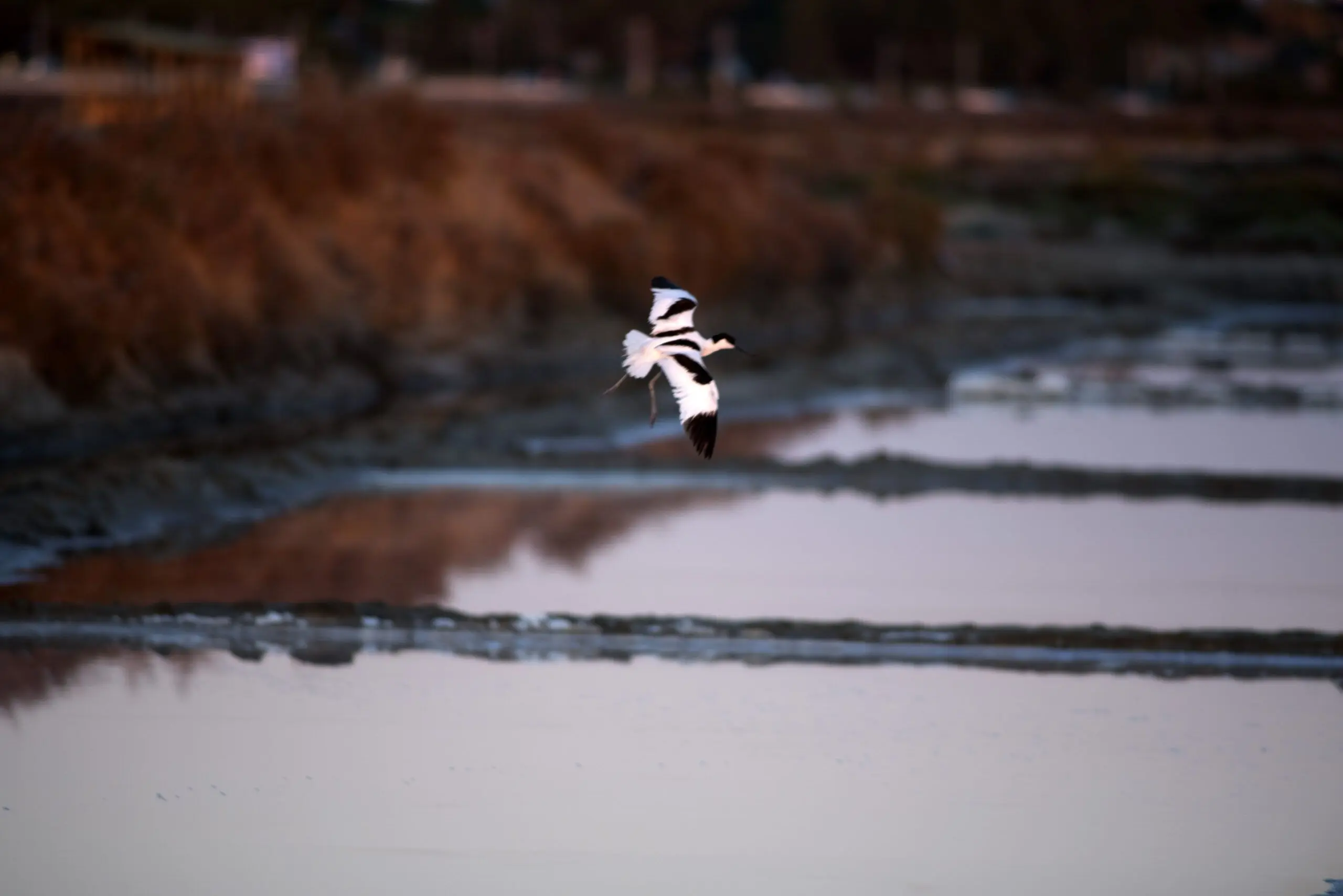Avocetas y biodiversidad en las salinas de Cádiz