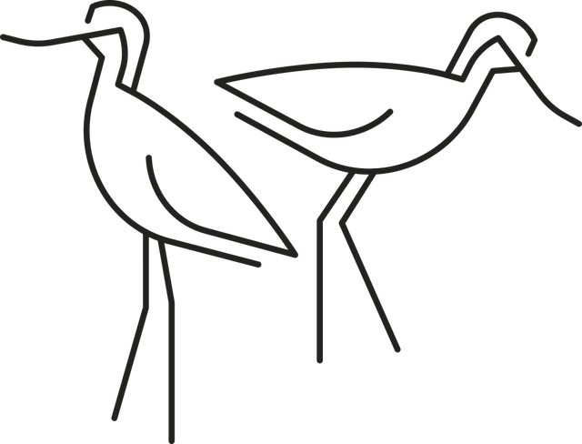 Avocetas de las salinas de Cádiz